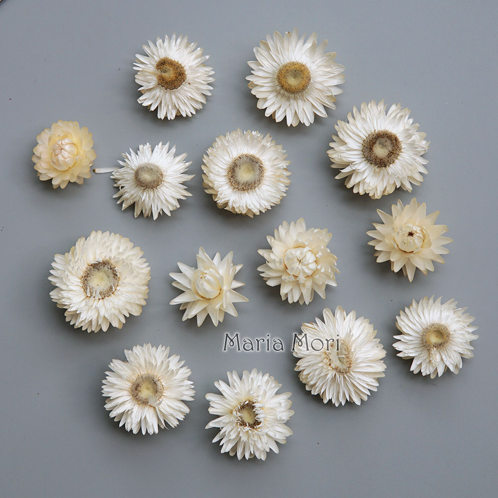 Natural Dried Colorful Chrysan - Candle Making Los Angeles 评论和价格