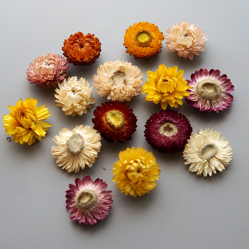 Natural Dried Colorful Chrysan - Candle Making Los Angeles 评论和价格
