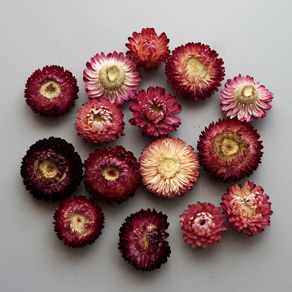 Natural Dried Colorful Chrysan - Candle Making Los Angeles 评论和价格