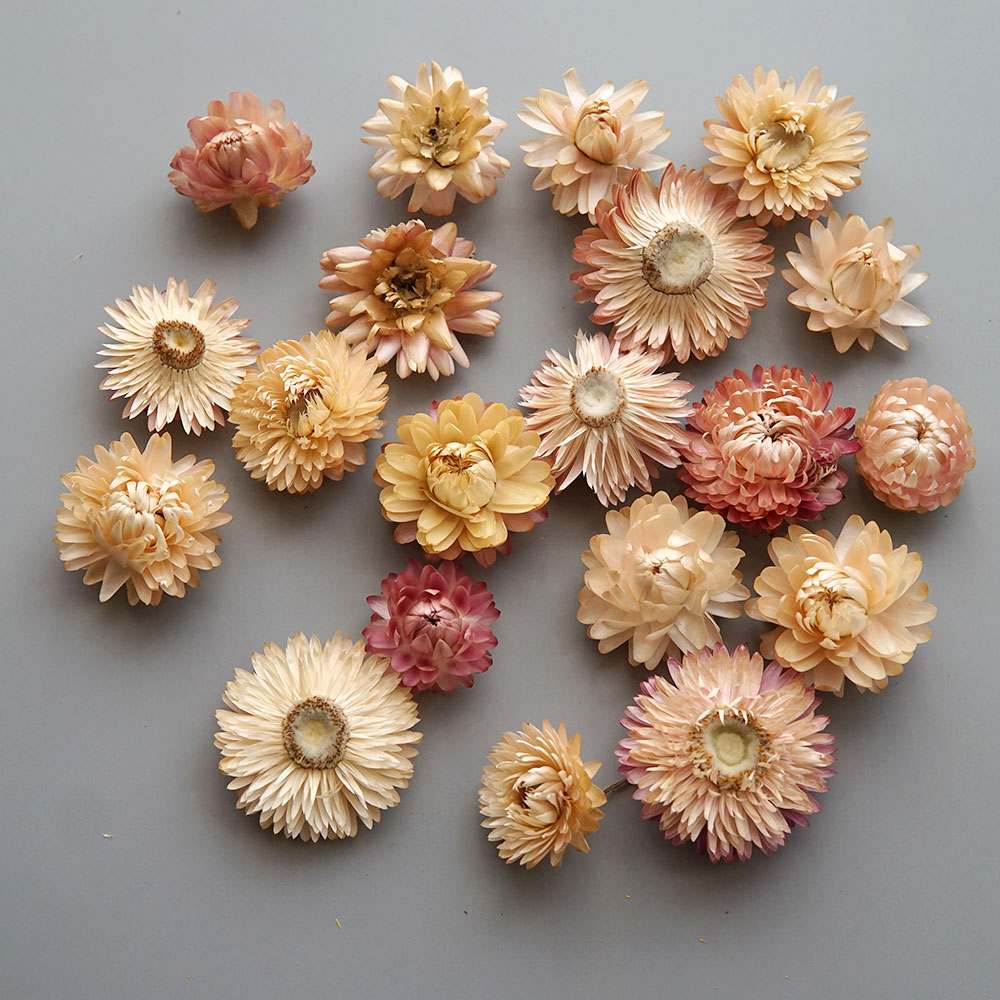 Natural Dried Colorful Chrysan - Candle Making Los Angeles 评论和价格